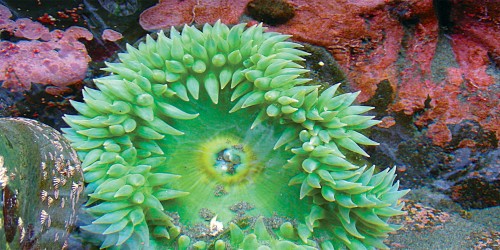 point no point resort anenome