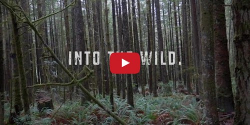 Into the Wild video created by Alex Anthony